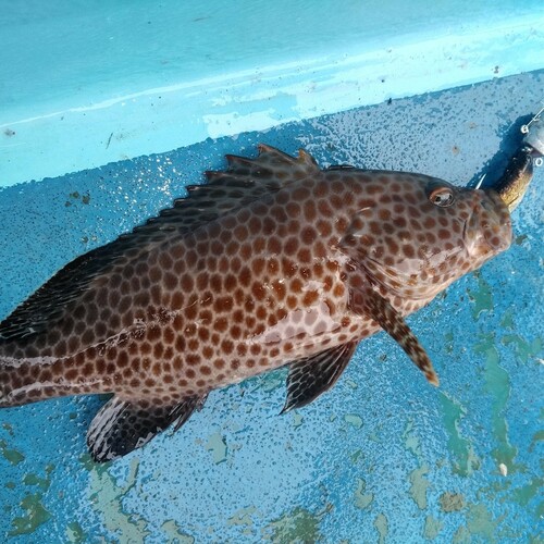 オオモンハタの釣果