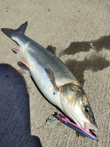 ウグイの釣果