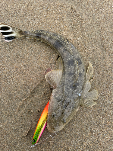 マゴチの釣果