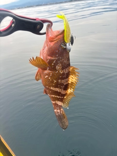 キジハタの釣果