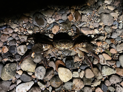 カニの釣果