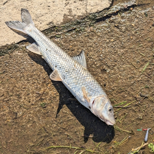 ニゴイの釣果