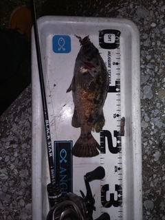 クロソイの釣果