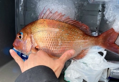 マダイの釣果