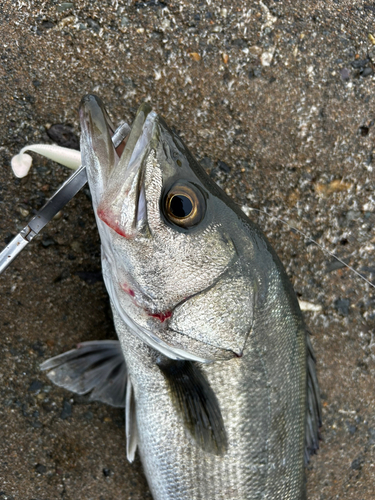 スズキの釣果