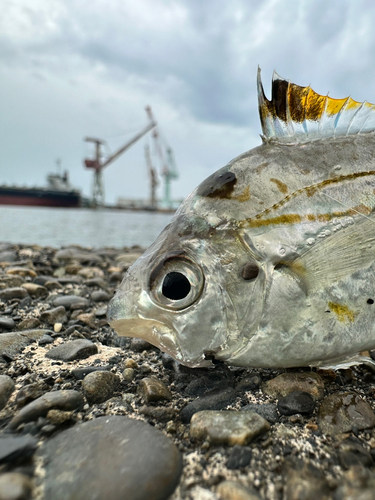 ヒイラギの釣果