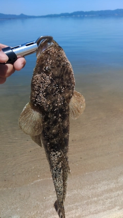 マゴチの釣果