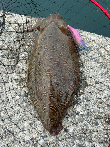 モンゴウイカの釣果