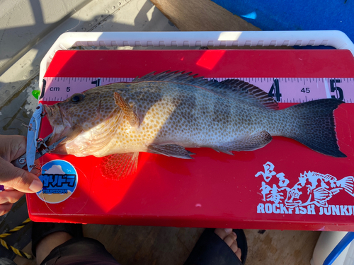 オオモンハタの釣果