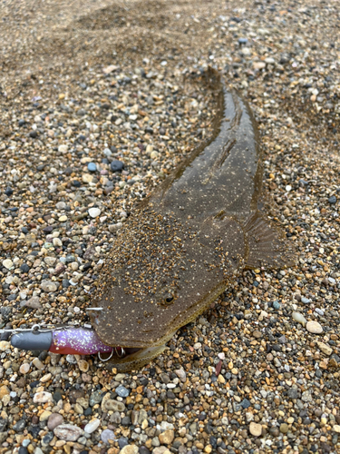 マゴチの釣果