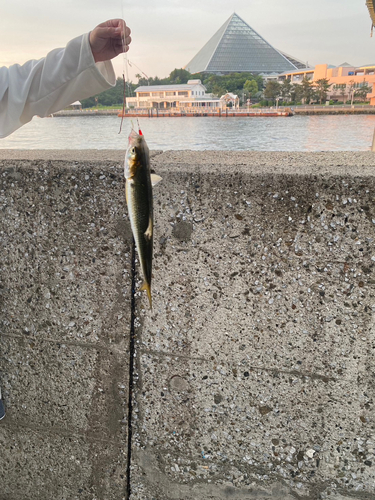 コノシロの釣果