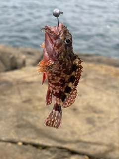 イソカサゴの釣果