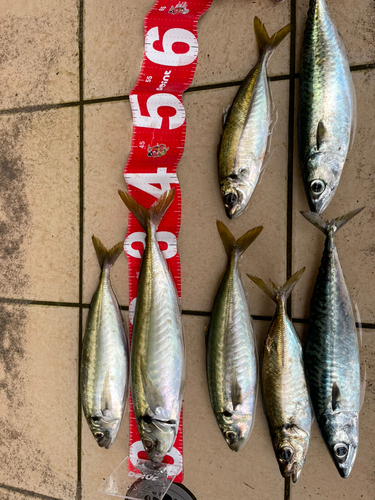 アジの釣果