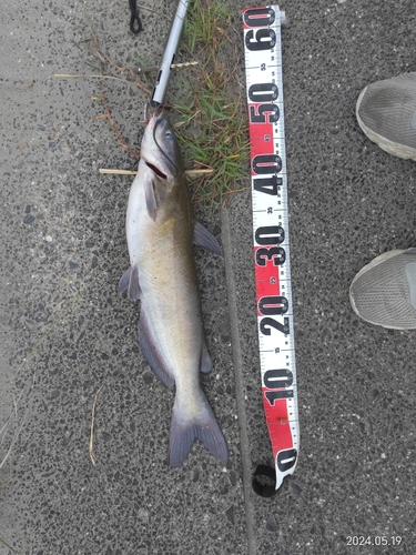 アメリカナマズの釣果