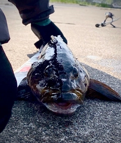 アイナメの釣果