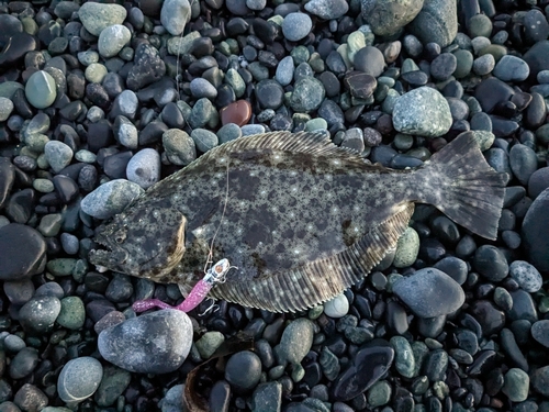 ソゲの釣果