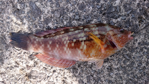 アカササノハベラの釣果