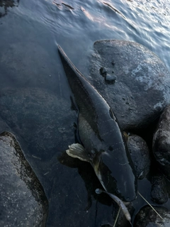 ナマズの釣果