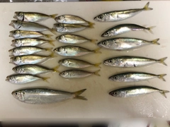 アジの釣果