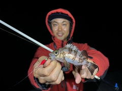 シロメバルの釣果