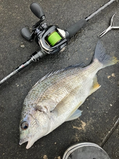 キビレの釣果