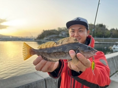 アイナメの釣果