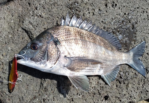 チヌの釣果