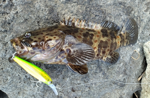 チャイロマルハタの釣果