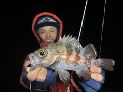 シロメバルの釣果