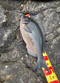 オナガグレの釣果