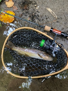 ブラウントラウトの釣果