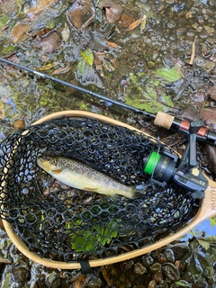 ブラウントラウトの釣果