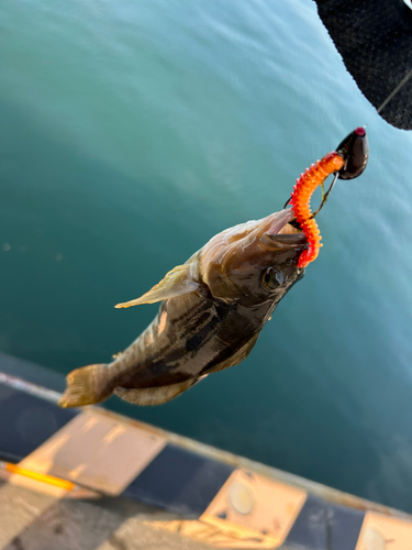 アイナメの釣果