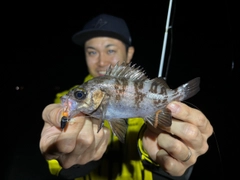 シロメバルの釣果