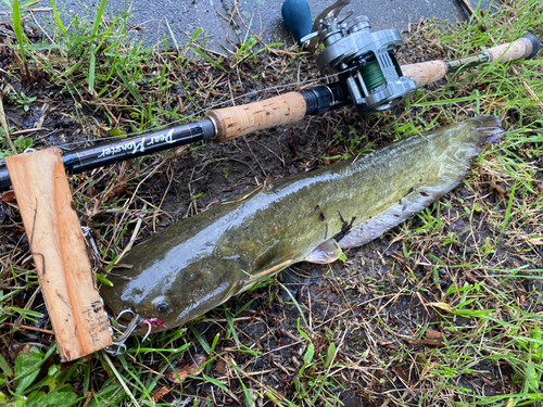 ナマズの釣果