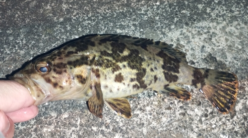 タケノコメバルの釣果