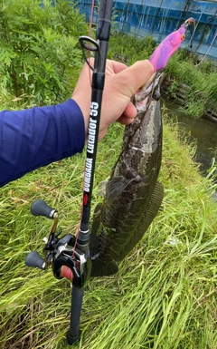 ライギョの釣果