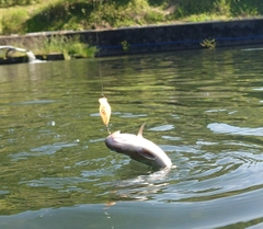 ニジマスの釣果