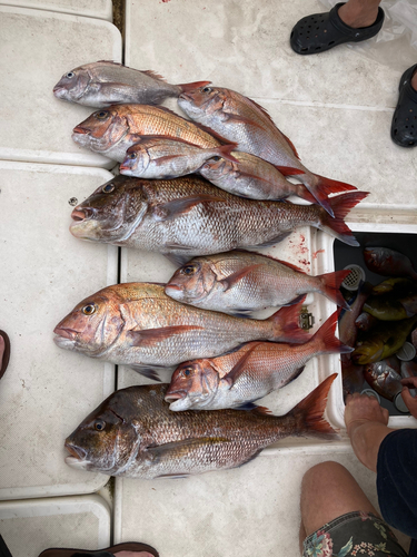 マダイの釣果