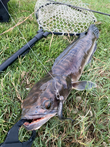 チャドーの釣果