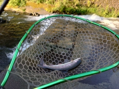 ニジマスの釣果