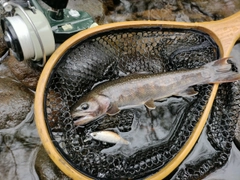 イワナの釣果