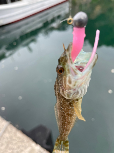 アナハゼの釣果