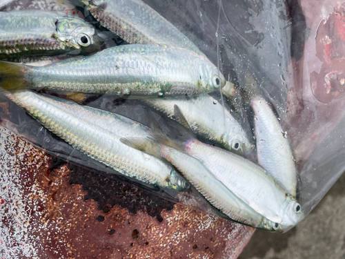 ママカリの釣果