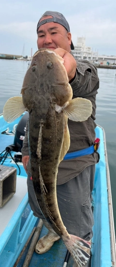 マゴチの釣果