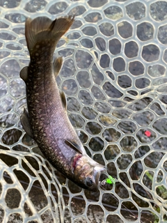 イワナの釣果