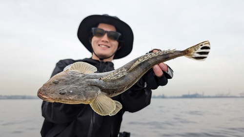 マゴチの釣果