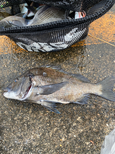 クロダイの釣果