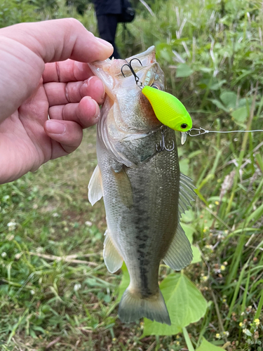 ブラックバスの釣果