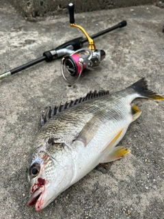 キビレの釣果